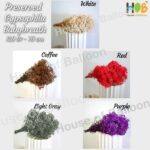 House of Balloon 6 Gram Bunga Preserved Bleach Baby's Breath / BabyBreath Gypsophila Flower Asli - Image 2