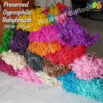 House of Balloon 6 Gram Bunga Preserved Bleach Baby's Breath / BabyBreath Gypsophila Flower Asli - Image 3