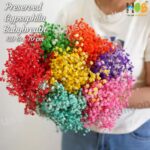 House of Balloon 6 Gram Bunga Preserved Bleach Baby's Breath / BabyBreath Gypsophila Flower Asli - Image 4